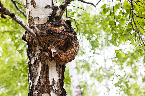 Close-up of burl or chaga on birch. Natural background with birch branches and copy space