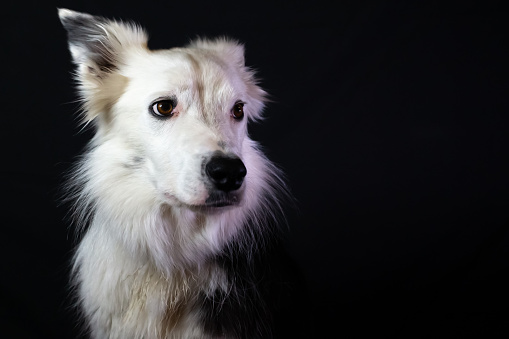 Border Collie with black and white hair.  Purebred dog looks to one side of the image.  Domestic animal.  Animal companion.