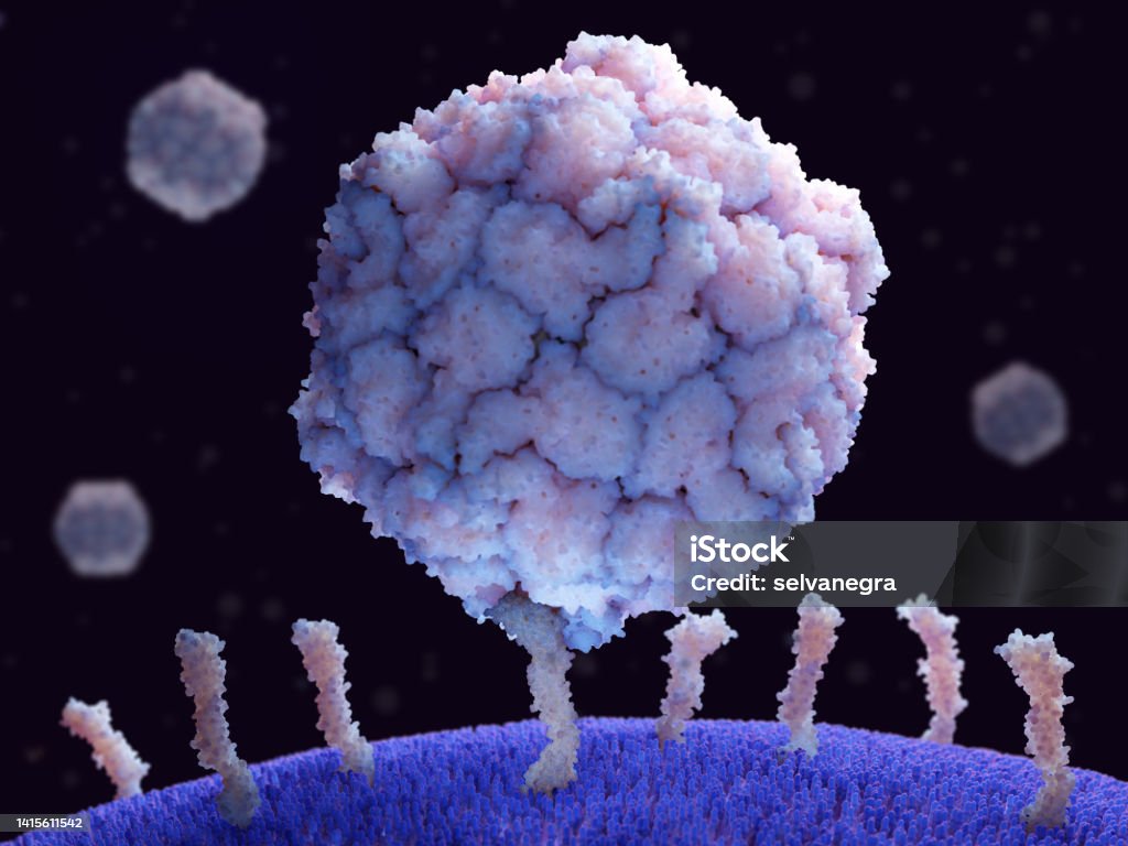 Polio virus binding to its receptor CD155 on a human cell. Poliovirus causes poliomyelitis. Poliovirus causes poliomyelitis. Poliovirus is a simple virus composed of RNA and a protein capsid. It has a diameter of 30 nm. Poliovirus has to bind to CD155 molecules to be able to enter human cells. Source: PDB entry 3j9f Polio Stock Photo