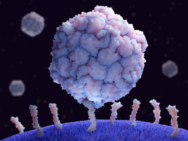 Polio virus binding to its receptor CD155 on a human cell. Poliovirus causes poliomyelitis. Poliovirus causes poliomyelitis. Poliovirus is a simple virus composed of RNA and a protein capsid. It has a diameter of 30 nm. Poliovirus has to bind to CD155 molecules to be able to enter human cells. Source: PDB entry 3j9f polio virus photos stock pictures, royalty-free photos & images
