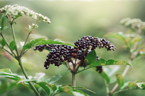 Clusters fruit black elderberry in garden (Sambucus nigra). Common names: elder, black elder, European elder, European elderberry and European black elderberry.