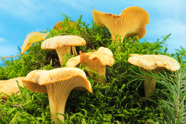 pfifferlinge in moss - scented autumn cap chanterelle stock-fotos und bilder