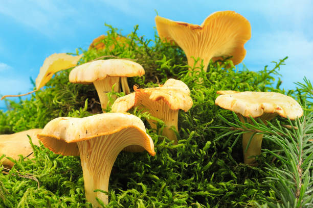 chanterelles в moss - scented autumn cap chanterelle стоковые фото и изображения