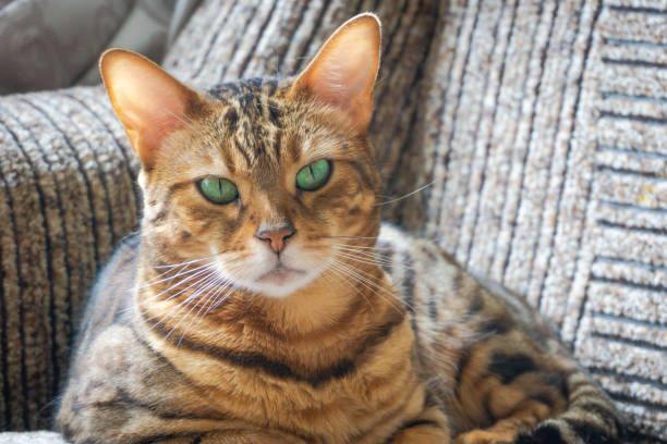 istock Beautiful striped cat with bright green eyes hid under car 1415612742