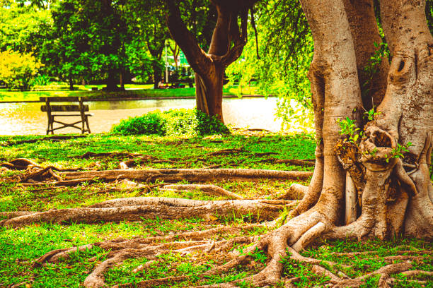 istock big tree roots in Park  stand next the lake nature background 1415612916