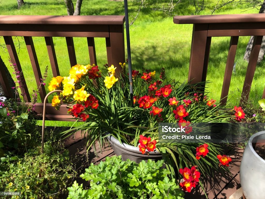 Spring has sprung Flowers blooming on deck Beauty Stock Photo