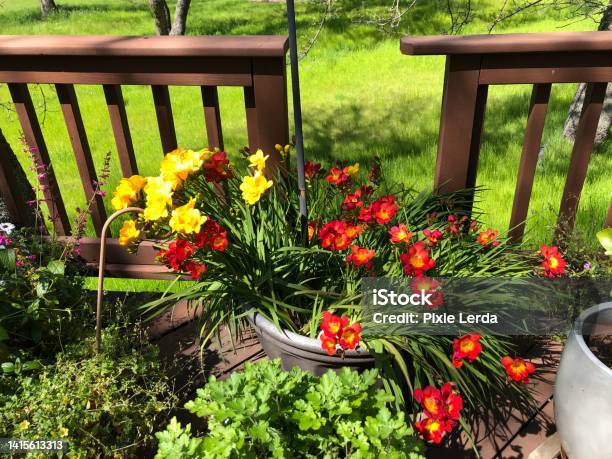 Spring Has Sprung Stock Photo - Download Image Now - Beauty, Blossom, Color Image