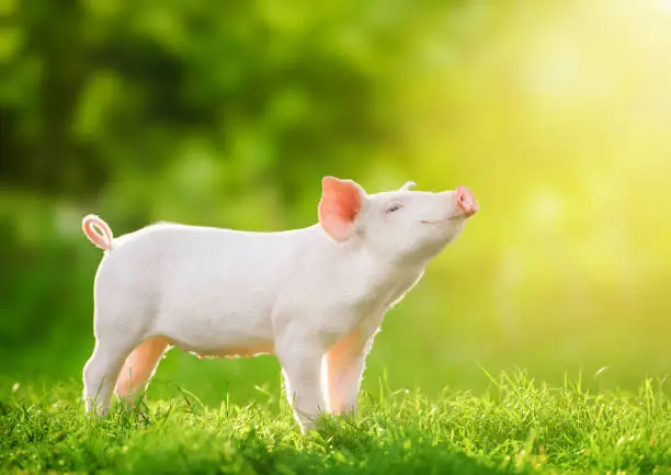 Cute baby pig relaxing and enjoying life and smiles, illuminated by the sun.