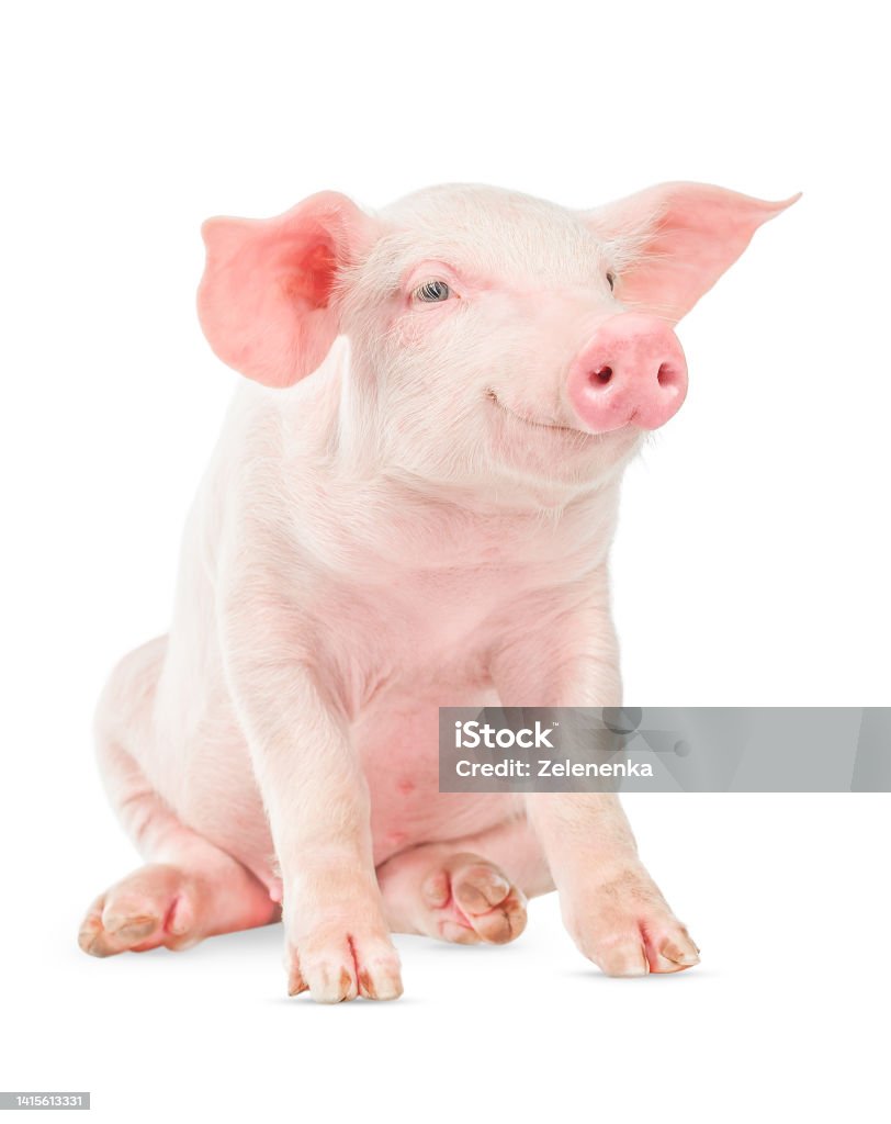 Happy smiling baby pig isolated on white background. Pig Stock Photo