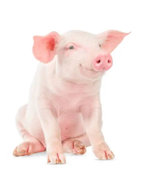 Photo of Happy smiling baby pig isolated on white background.