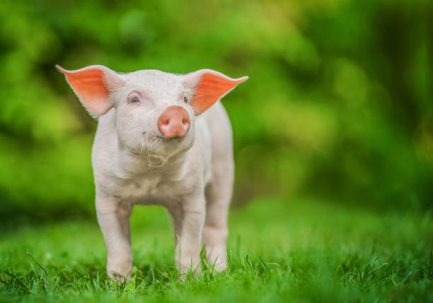 istock Pig looking away on the green grass, nature background. 1415613473