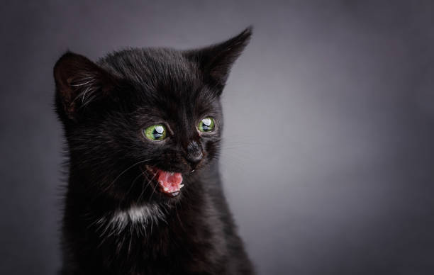 istock Black shocked kitten, looking at the camera on a dark background. surprised emotions. 1415613502