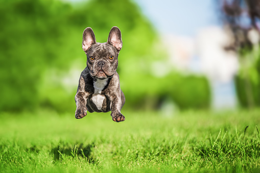 The French Bulldog dog running and jumping on green grass at nature