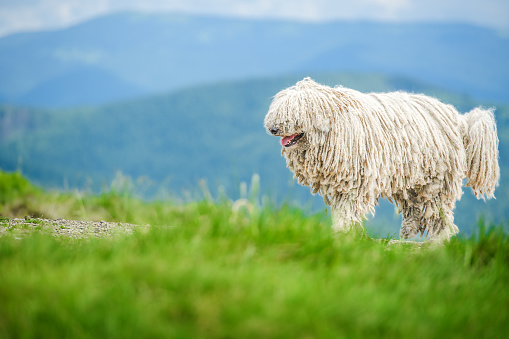 Happy dog walks in the mountains. Hungarian puli dog.