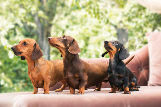 dackel hund auf dem hinterhof. drei hunde im freien bei sonnigem sommerwetter. - dachshund stock-fotos und bilder