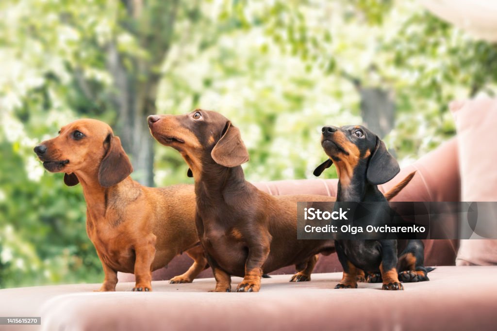 Dachshunds dog on the backyard. Three dogs outdoor in sunny summer weather. Dachshund Stock Photo