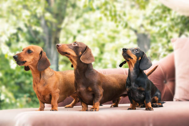 Dachshunds dog on the backyard. Three dogs outdoor in sunny summer weather. Dachshunds dog on the backyard. Three dogs outdoor in sunny summer weather. dachshund stock pictures, royalty-free photos & images