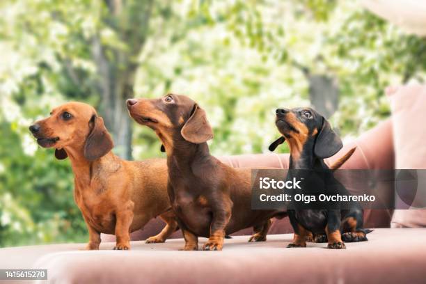 Dachshunds Dog On The Backyard Three Dogs Outdoor In Sunny Summer Weather Stock Photo - Download Image Now