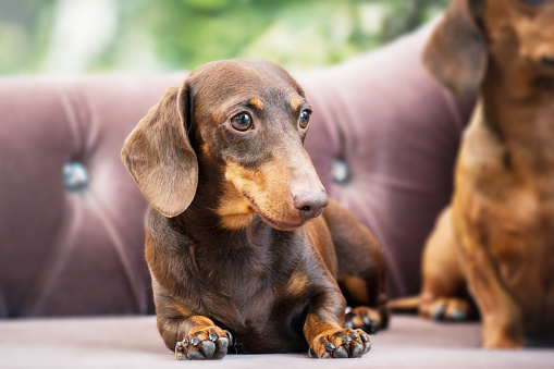 Dachshund dog on the backyard. Dog outdoor in sunny summer weather.