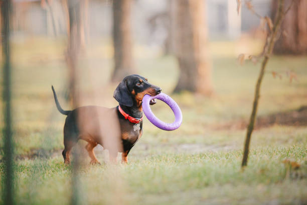 istock Dachshund dog in park. Cute pets. Small dog 1415616524