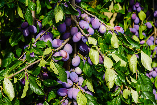 ripe organic plums on the tree