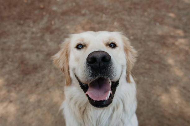 istock Happy labrador retriever dog smiling looking at camera. 1415618086