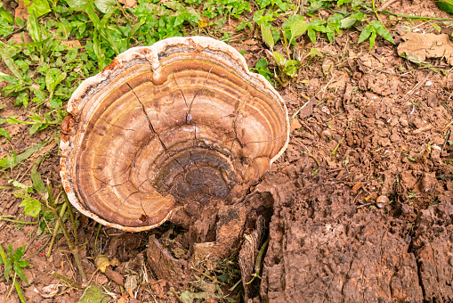 Large natural wild mushroom growing on a dead tree stump in a forest.