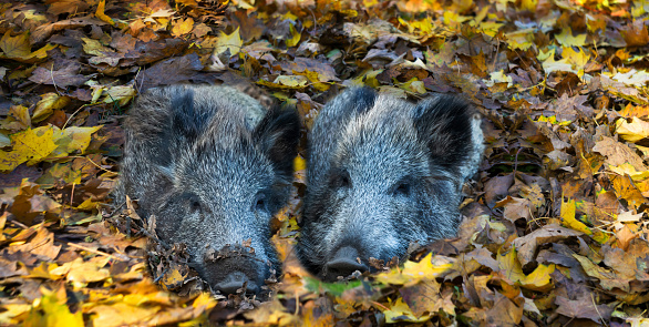 two cute wild boar piglets warm themselves in the autumn chill under the fall leaf cover, funny wildlife in autumn