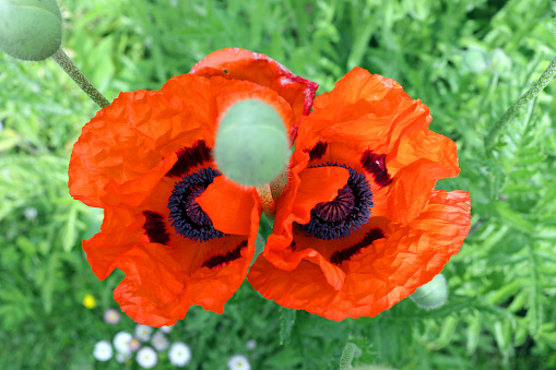 poppy flowers in sunny weather, top view close-up.