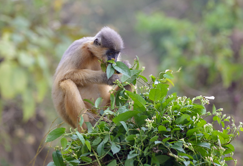 A female capped langur eating leaves.