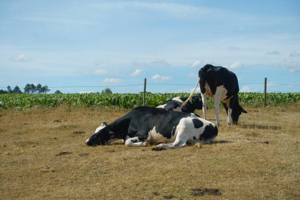 istock Three cows on a green meadow in the midday sun 1415620067