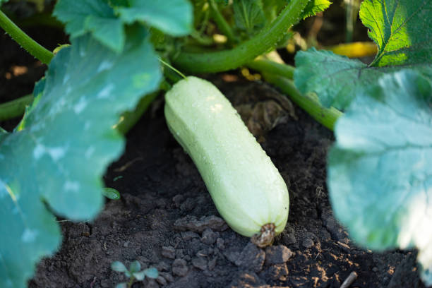 zucchini growing on the field in summer
