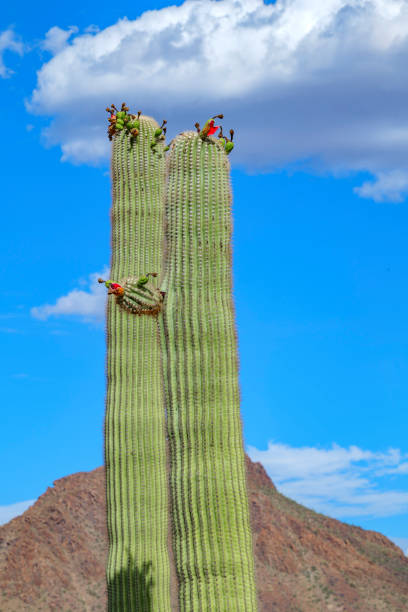 Saguaro cactus flower in early summer in Saguaro National Park, AZ