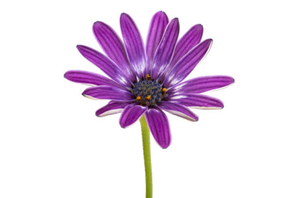 istock Osteosperumum Flower Daisy Isolated 1415622318