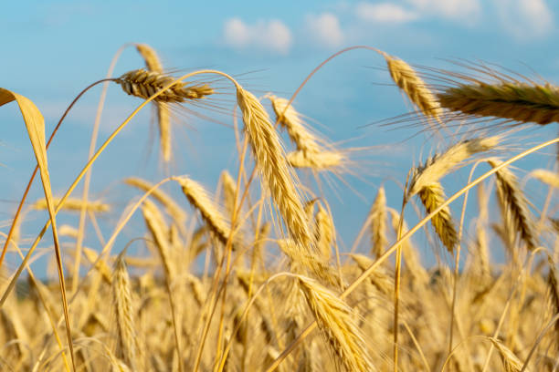 istock wheat field on a sunny day 1415622928