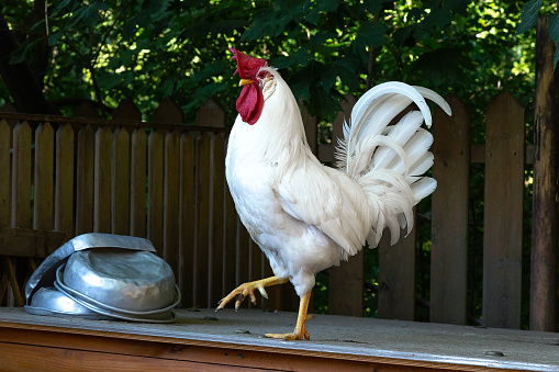 White domestic rooster walking on a backyard of rural house