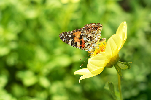Yellow dahlia and butterfly in the garden. Summer garden concept