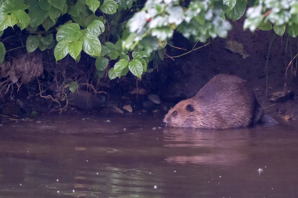 istock Beaver on a river bank, Scotland 1415624249