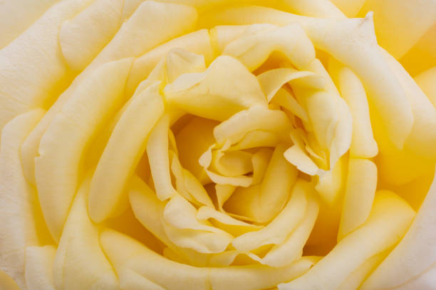 background of a rose flower close up, macro
