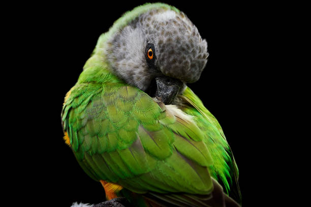 istock Close-up of a Senegal parrot (Poicephalus senegalus) preening its plumage 1415625458