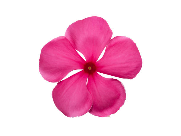 istock Close up Cape Periwinkle, Bringht Eye, Madagascar Periwinkle flower on white background. 1415625541