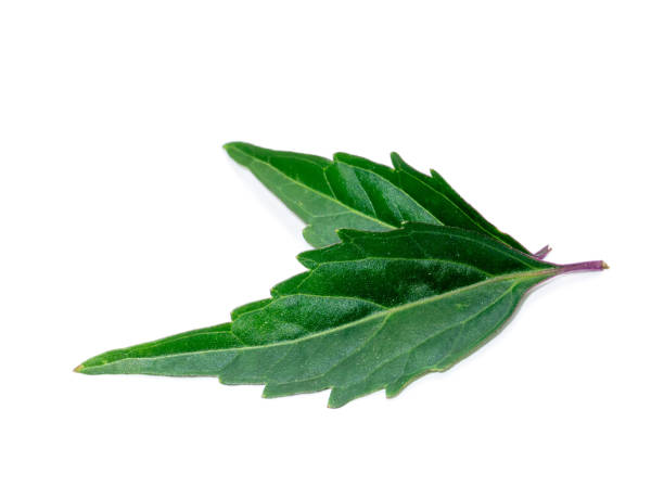 Close up Cat's whisker, Java tea, Misai kuching leaves on white background. Close up Cat's whisker, Java tea, Misai kuching leaves on white background. (Scientific name Orthosiphon aristatus (Blume) Miq.) orthosiphon aristatus stock pictures, royalty-free photos & images