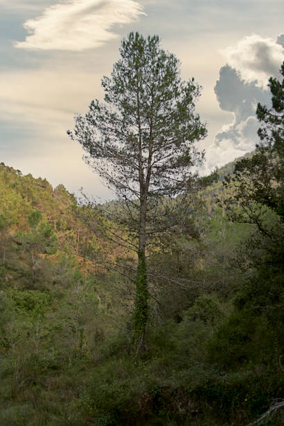 istock Large pine tree among the vegetation on a cloudy day 1415627108