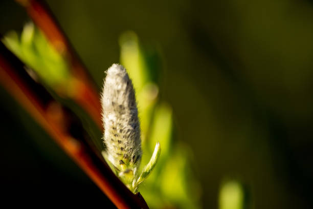 Beautiful lush new plant life in March.