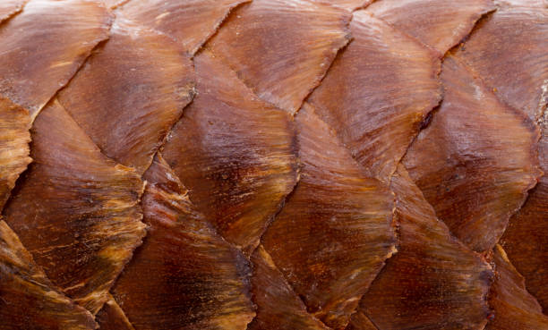 istock background of spruce scales close-up 1415631406