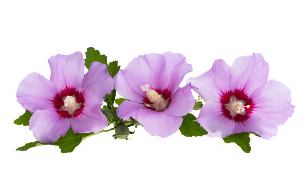 istock hibiscus flower isolated 1415632179