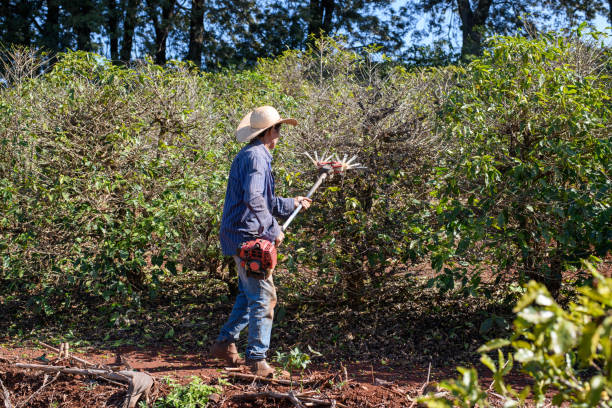 istock A senior man working on coffee harvest 1415632314