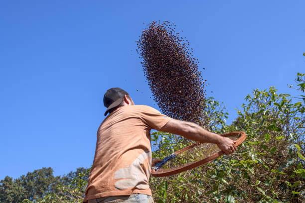 A man cleaning coffee berries using a large sieve to remove dirt and dust