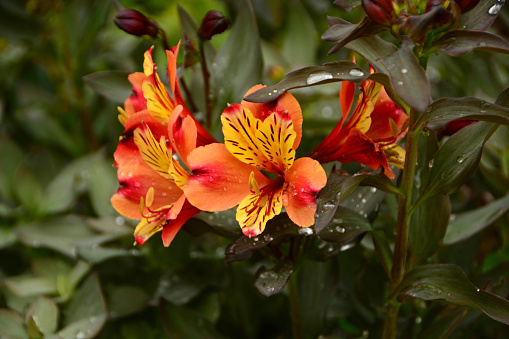 Bird of Paradise flower with distinctive shape and brilliant colours of its thick, fleshy bracts.