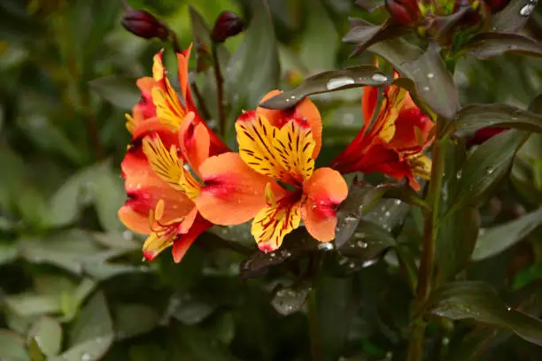 Ornamental garden: blooming Alstroemeria flowerheads and bud, covering with raindrops. Er are many hybrids and cultivars.